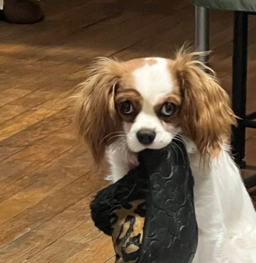 chloe