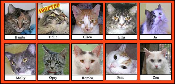MeowMix