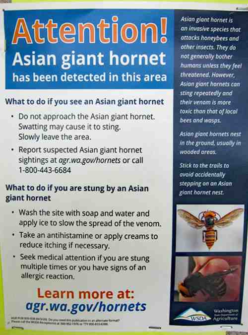 Murder hornets