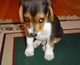 embarrassed dog
