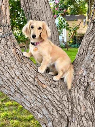 Carly in Tree